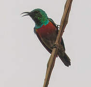 Olive-bellied Sunbird