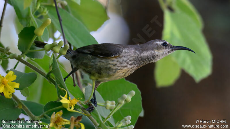 Amethyst Sunbird