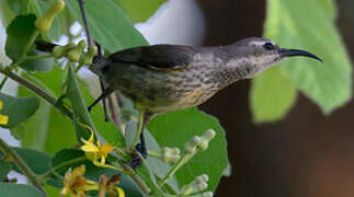 Amethyst Sunbird