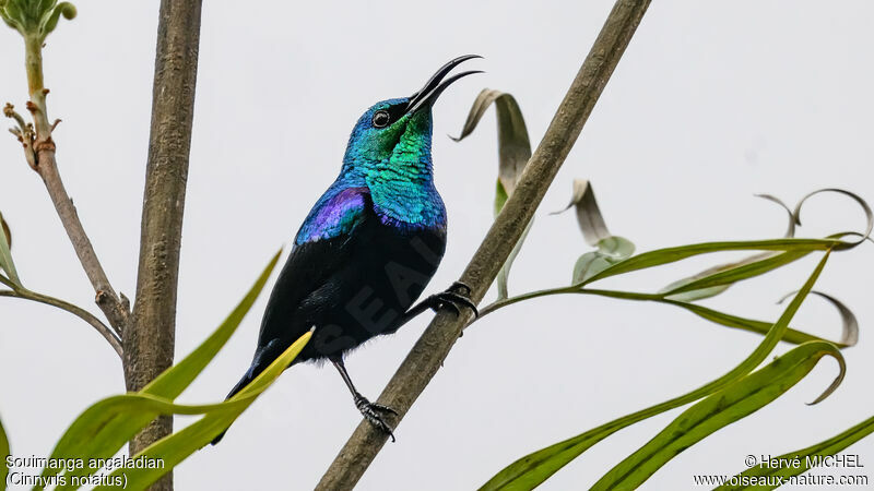 Malagasy Green Sunbird male adult breeding