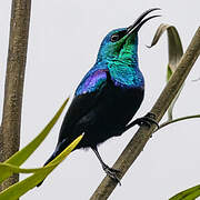 Malagasy Green Sunbird