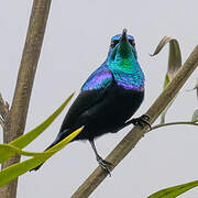 Malagasy Green Sunbird