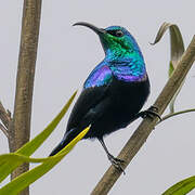 Malagasy Green Sunbird