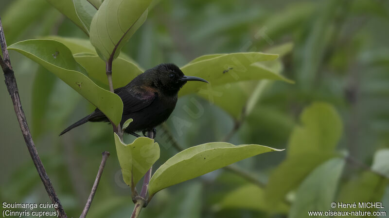 Copper Sunbird male adult breeding