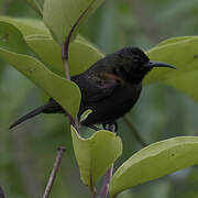 Copper Sunbird