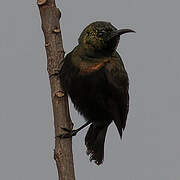 Copper Sunbird