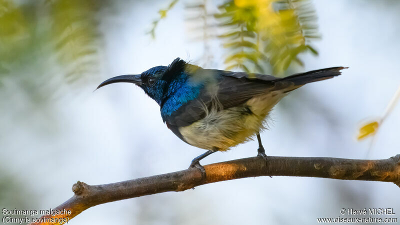 Souimanga Sunbird male adult breeding