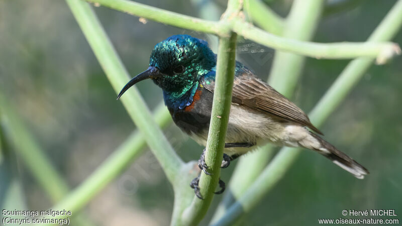 Souimanga Sunbird male adult breeding