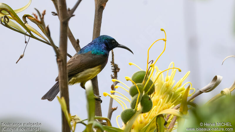 Souimanga Sunbird male adult breeding