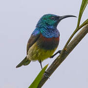 Souimanga Sunbird