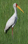 Tantale ibis