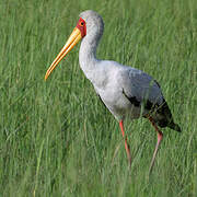 Tantale ibis