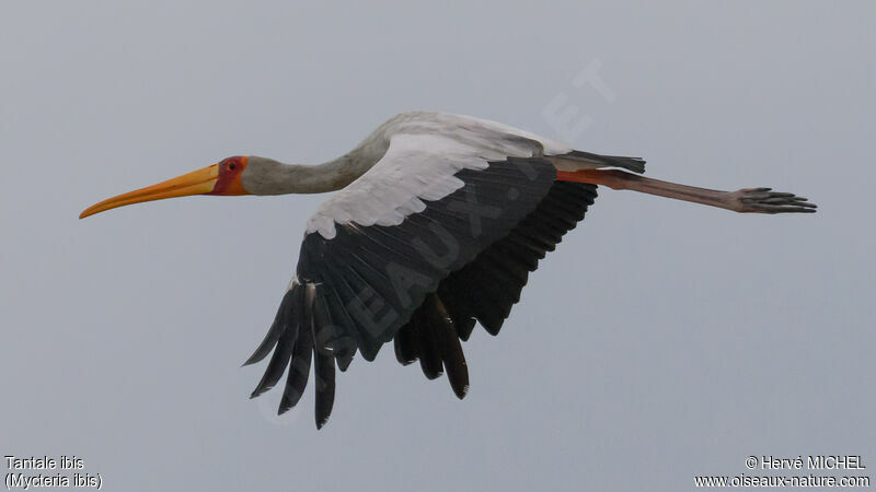 Yellow-billed Stork