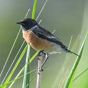 African Stonechat