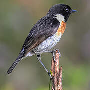 Madagascar Stonechat