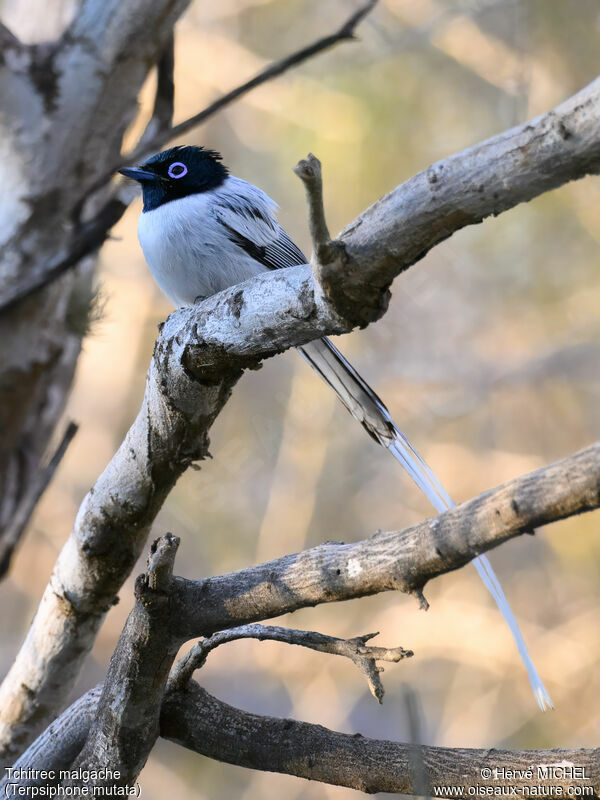 Malagasy Paradise Flycatcher male adult breeding