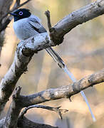 Malagasy Paradise Flycatcher