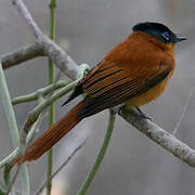 Malagasy Paradise Flycatcher