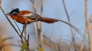 Malagasy Paradise Flycatcher