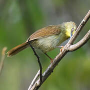 Pin-striped Tit-Babbler