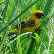 Asian Golden Weaver