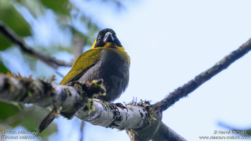 Nelicourvi Weaver male adult breeding