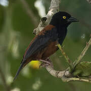 Vieillot's Black Weaver