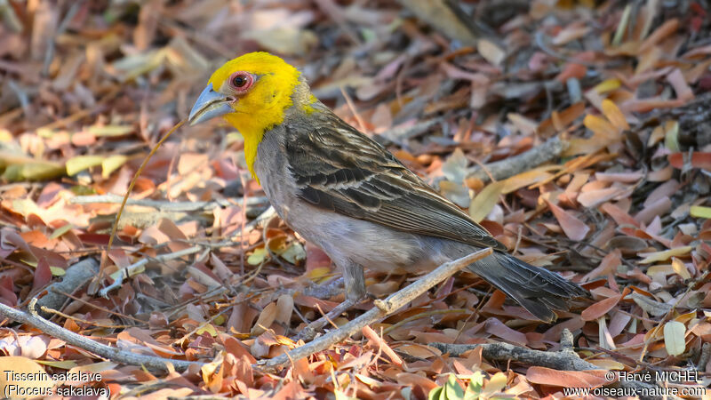 Sakalava Weaver