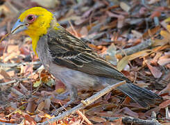 Sakalava Weaver