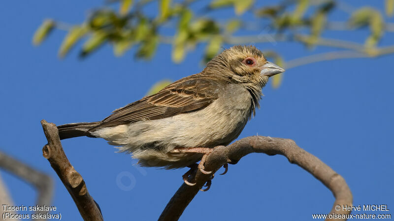 Sakalava Weaver female adult