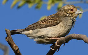 Sakalava Weaver