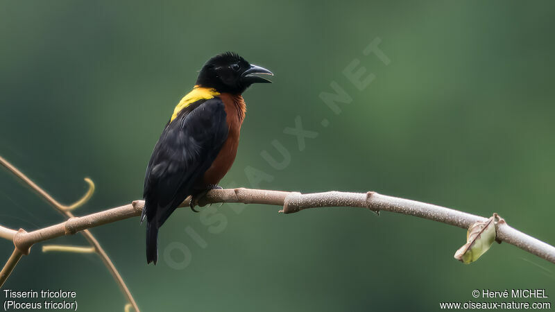 Yellow-mantled Weaver