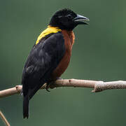 Yellow-mantled Weaver