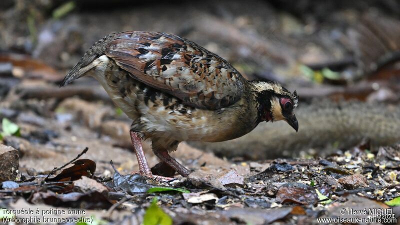 Torquéole à poitrine brune