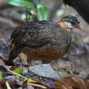 Green-legged Partridge