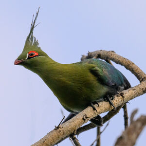 Touraco de Schalow