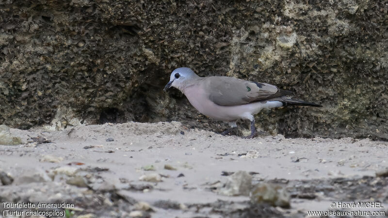 Emerald-spotted Wood Dove