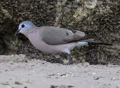 Emerald-spotted Wood Dove