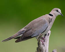 Ring-necked Dove