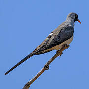 Namaqua Dove