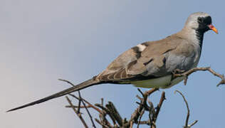 Namaqua Dove