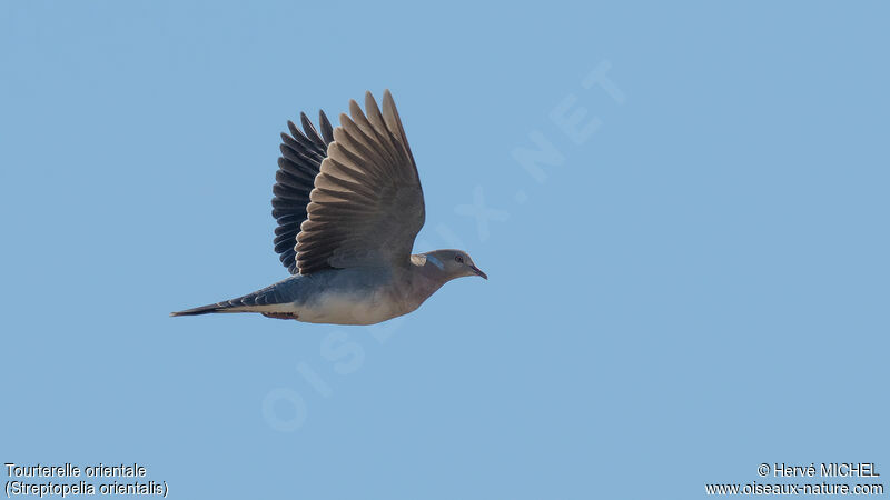 Oriental Turtle Dove