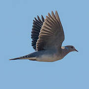 Oriental Turtle Dove