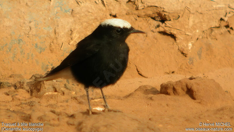 White-crowned Wheatear