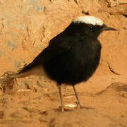 White-crowned Wheatear