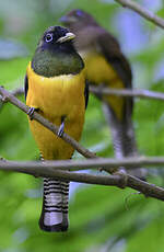 Trogon de Cabanis