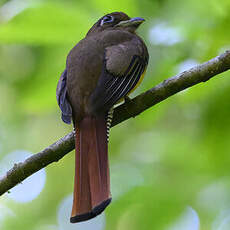 Trogon de Cabanis