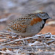 Madagascar Buttonquail