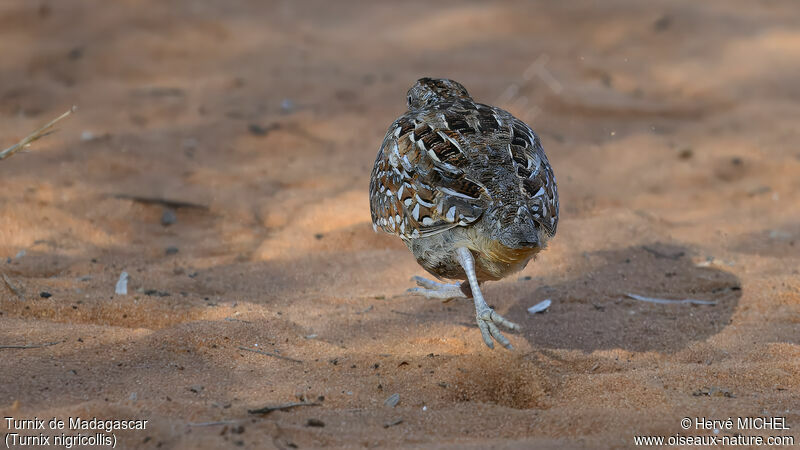 Madagascar Buttonquail