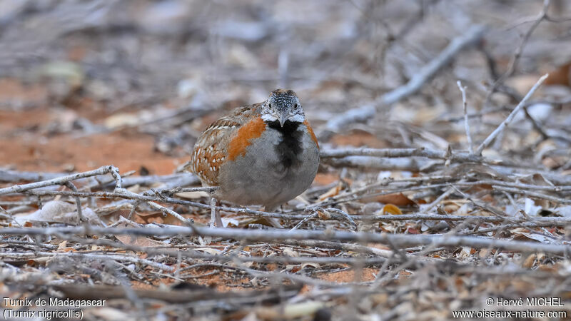 Madagascar Buttonquail male adult